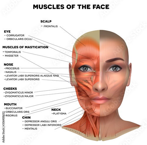 Cuadro en lienzo Facial and neck muscles of the female, half of the face muscles and half skin, e