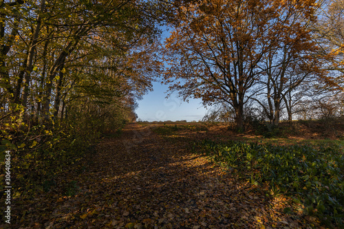 Krefeld- View to Hiking path nearby Egelsberg / Germany photo