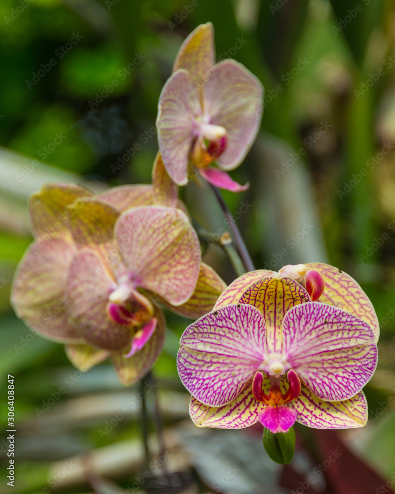 Orchideen Orchideen