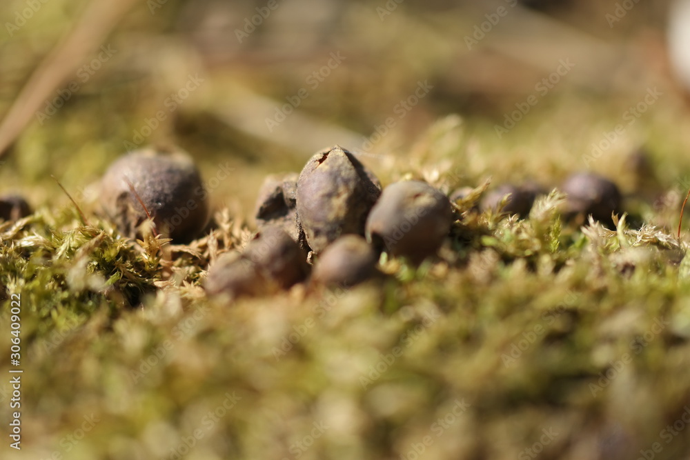 cluster of berries in forest cluster of berries in forest