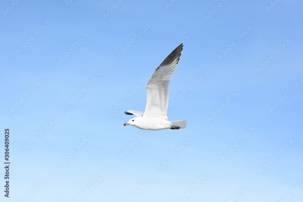 Obraz premium Gaviota saludando. 