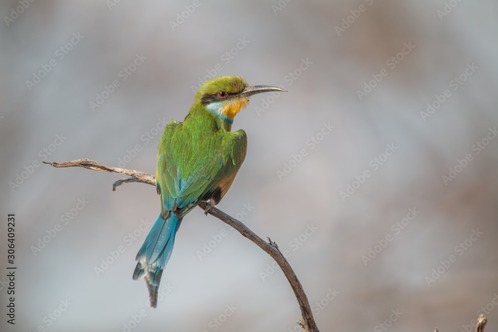 Little bee eater on a branch, Chobe national park, Botswana, Africa