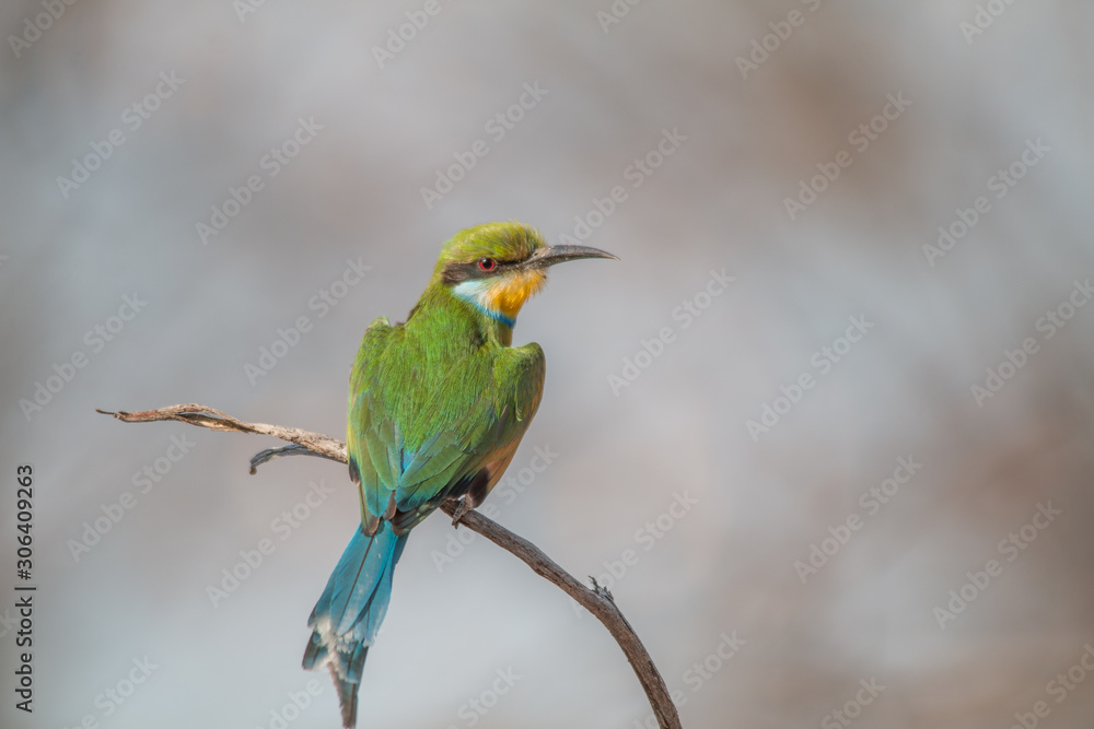 Obraz premium Little bee eater on a branch, Chobe national park, Botswana, Africa