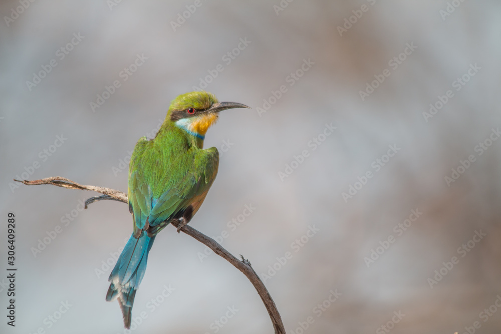 Little bee eater on a branch, Chobe national park, Botswana, Africa Little bee eater on a branch, Chobe national park, Botswana, Africa