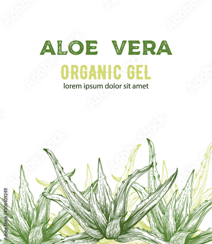 Aloe Vera organic gel with line art style drawings. Place for text. Vector