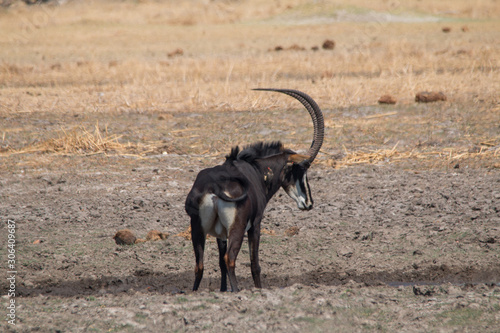 Sable antelope in the plains, Moremi game reserve, Botswana, Africa