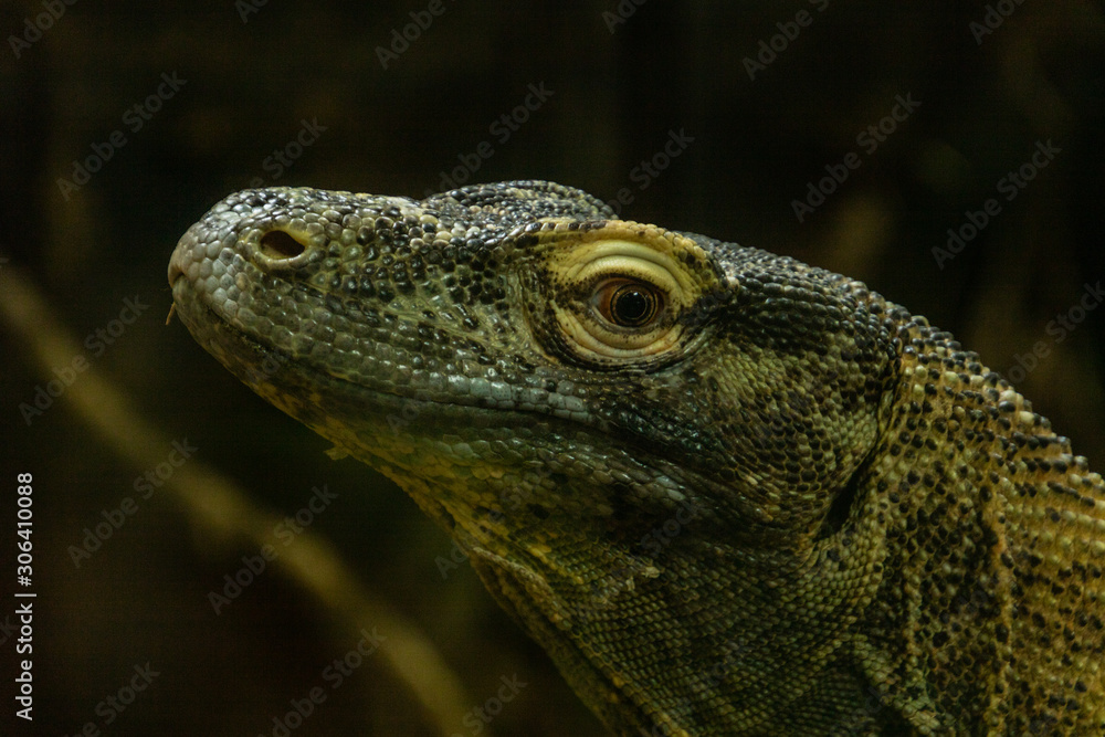 Komodo dragon in portrait. Calgary Zoo, Calgary, Alberta, Canada Komodo dragon in portrait. Calgary Zoo, Calgary, Alberta, Canada