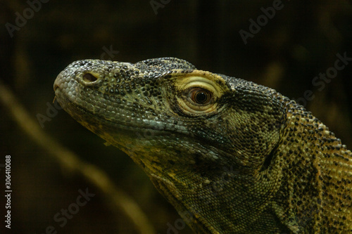 Komodo dragon in portrait. Calgary Zoo  Calgary  Alberta  Canada