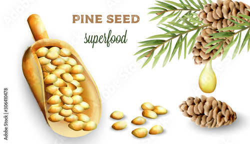 Pine nuts in shovel. Cone with green leaves and oil dripping. Watercolor vector