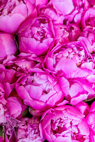 A full frame photograph of vibrant pink peonies