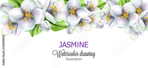 Jasmine watercolor drawing with flowers on top. Vector