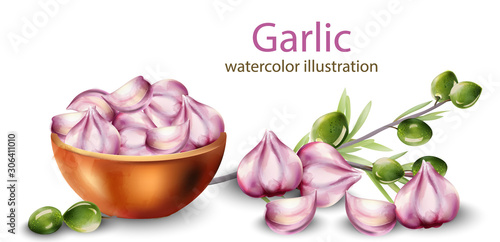 Watercolor garlic in pot with olive branch decoration. Healthy food vector