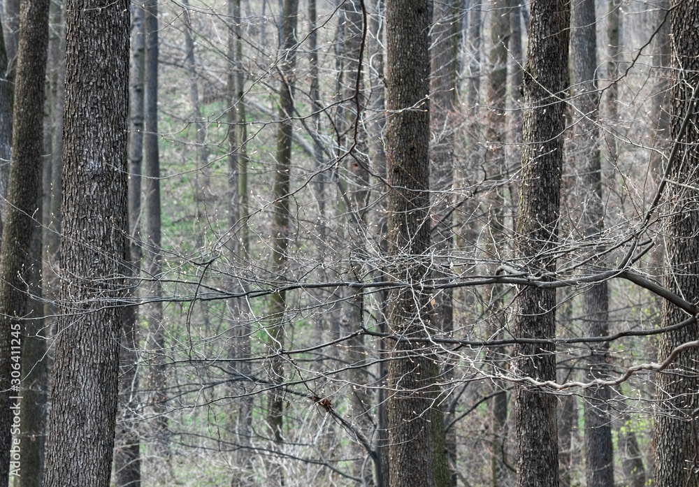 Obraz premium Leafless forest in early spring.