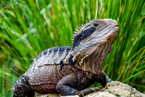 Tuatara basking on a rock. Auckland Zoo. Auckland, New Zealand
