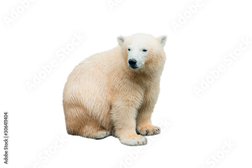 Polar bear on isolated white background.  White Bear.