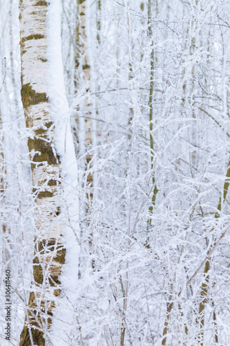 Birken im Winter Nahaufnahme Hintergrund