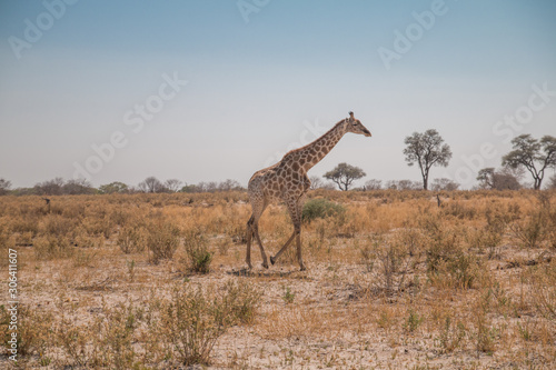 Giraffe in the moremi game reserve  Botswana  Africa