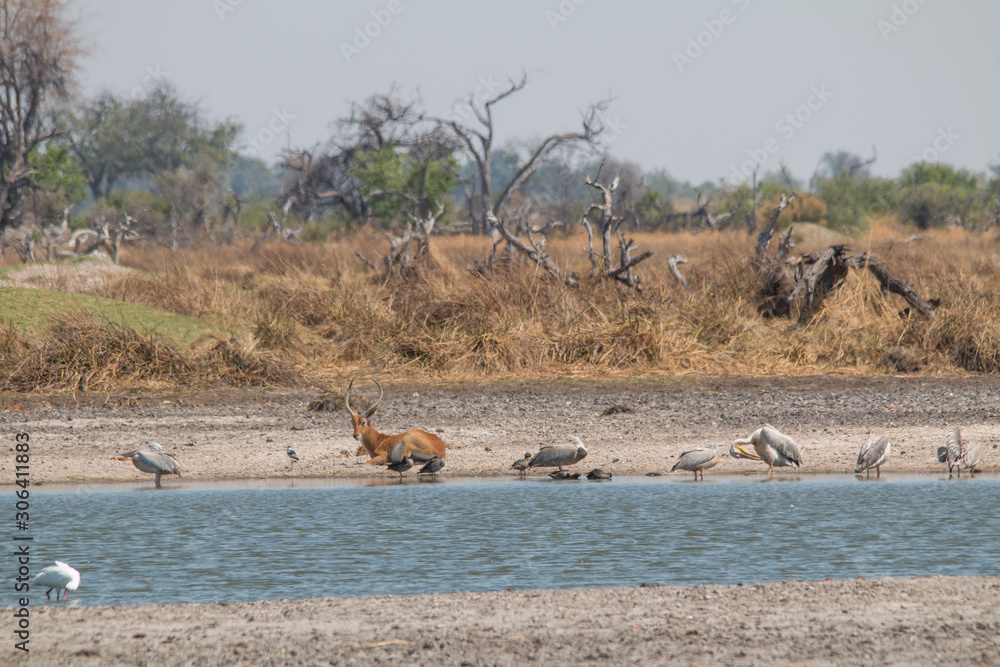 Southern reedbuck in the floodplains of Okavango delta, Moremi game reserve, Botswana, Africa Southern reedbuck in the floodplains of Okavango delta, Moremi game reserve, Botswana, Africa