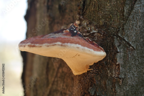 mushroom in forest	