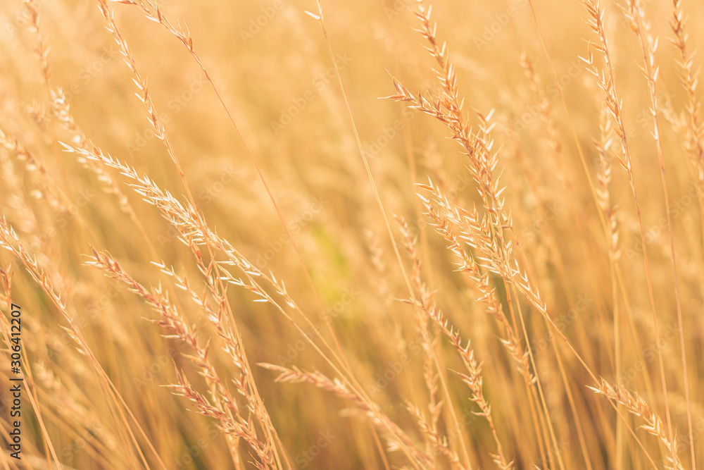 Fototapeta premium Sunrise, yellow grass in the foreground, closeup, toned