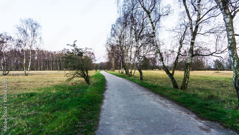Landschaft mit Wanderweg und Birkenwald