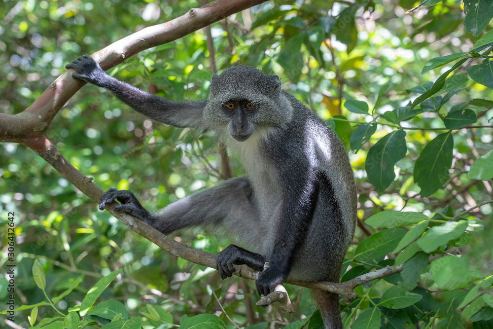 Wild endemic blue monkey sitting on the branch in tropical forest on the island of Zanzibar, Tanzania, East Africa Wild endemic blue monkey sitting on the branch in tropical forest on the island of Zanzibar, Tanzania, East Africa