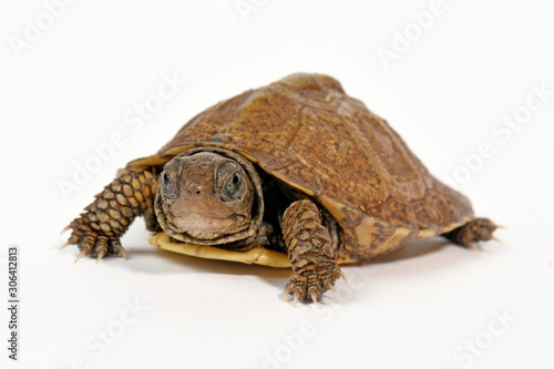 Dreizehendosenschildkröte / Carolina-Dosenschildkröte (Terrapene carolina triunguis) - Common box turtle photo