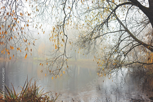 Bare tree branches over still water. Foggy day