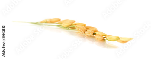 organic paddy rice,ear of paddy, ears of Thai jasmine rice isolated on white background