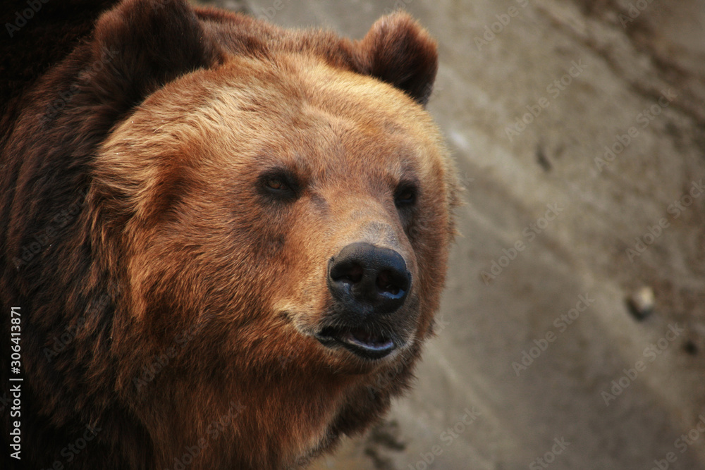 Fototapeta premium portrait of a brown bear