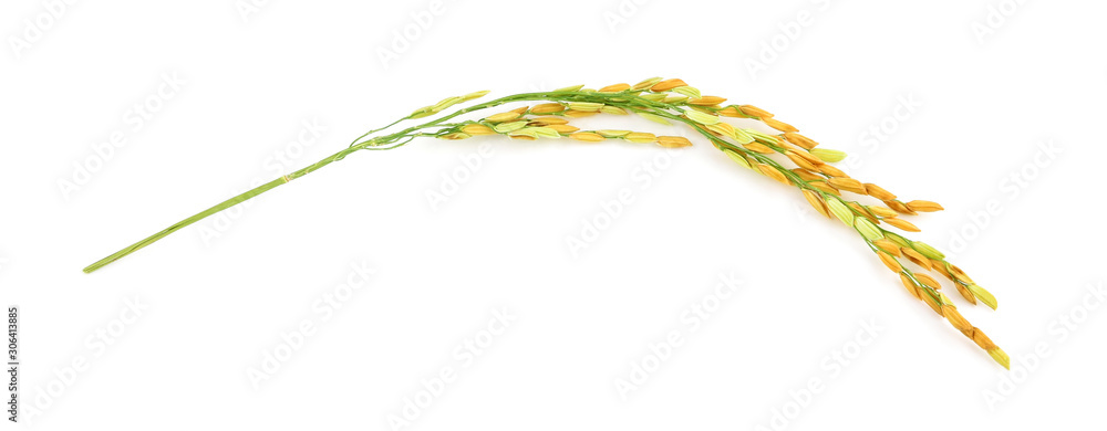 organic paddy rice,ear of paddy, ears of Thai jasmine rice isolated on white background organic paddy rice,ear of paddy, ears of Thai jasmine rice isolated on white background