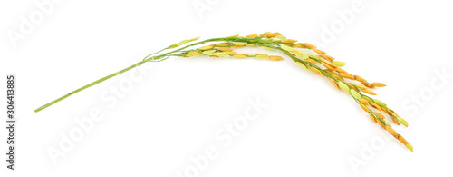 organic paddy rice,ear of paddy, ears of Thai jasmine rice isolated on white background