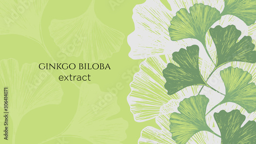 Stock vector illustration with hand drawn  Japanese ginkgo biloba leaves. Concept for medical or cosmetics banner. Organic and natural leaves at the right side and copy space on green background