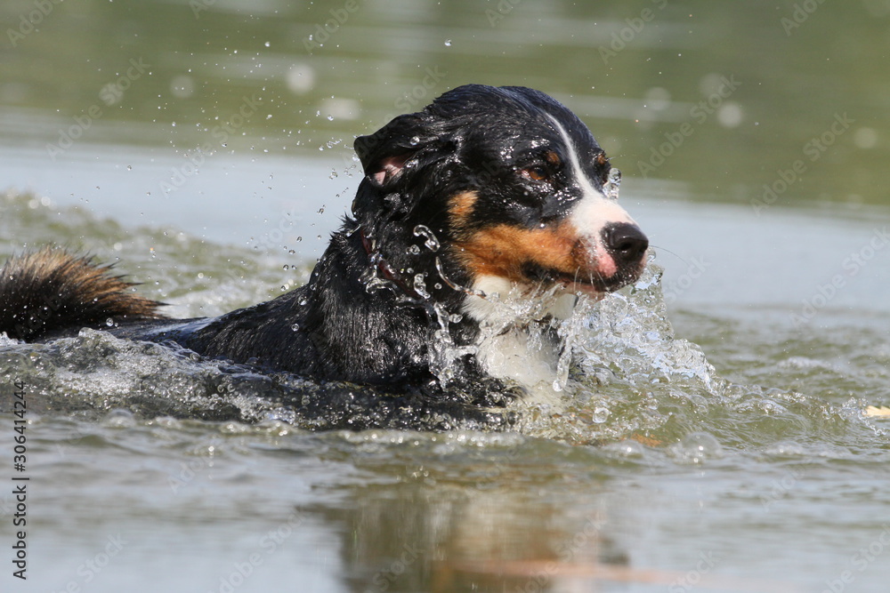 Appenzeller apportiert Stöckchen im Wasser Appenzeller apportiert Stöckchen im Wasser