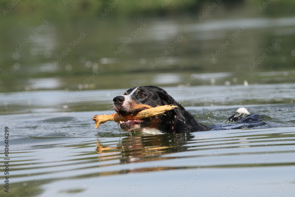 Appenzeller apportiert Stöckchen im Wasser