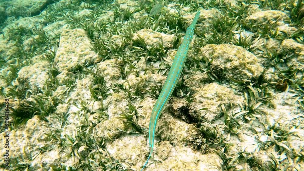 The bluespotted (Fistularia commersonii), also known as