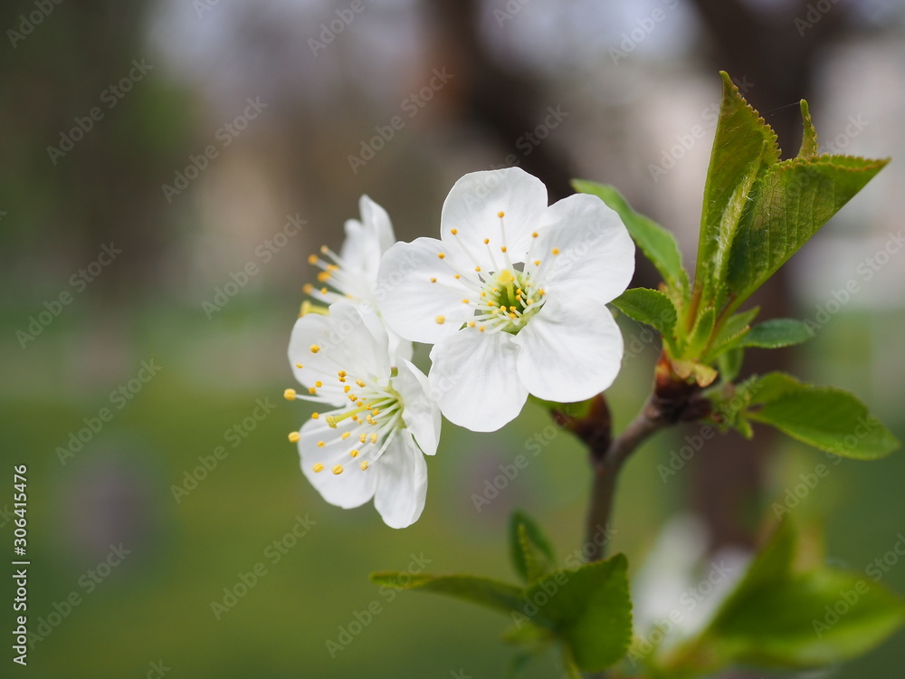 white flowers of apple tree white flowers of apple tree