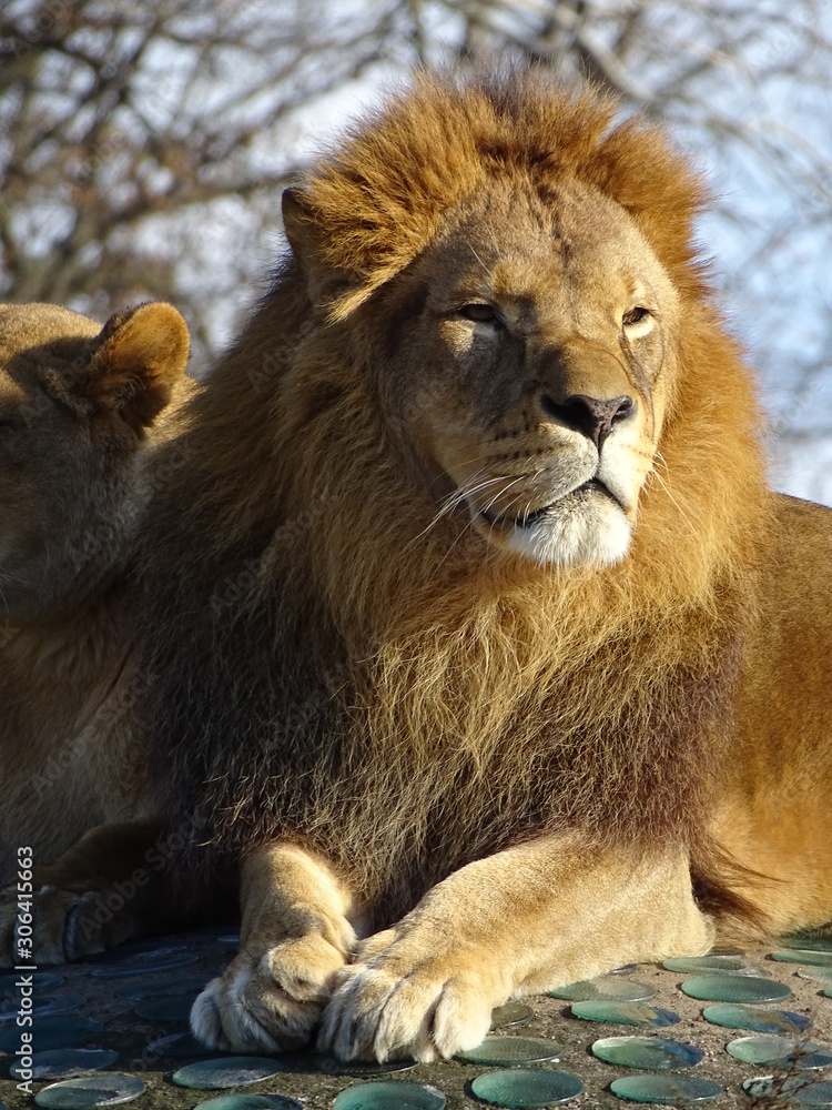 lion and lioness