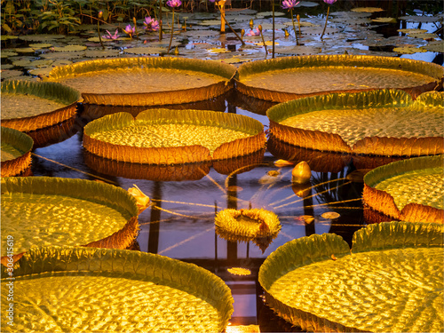Royal Water Lily with huge and flat platters