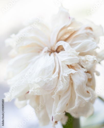Faded white peony flower © rootstocks