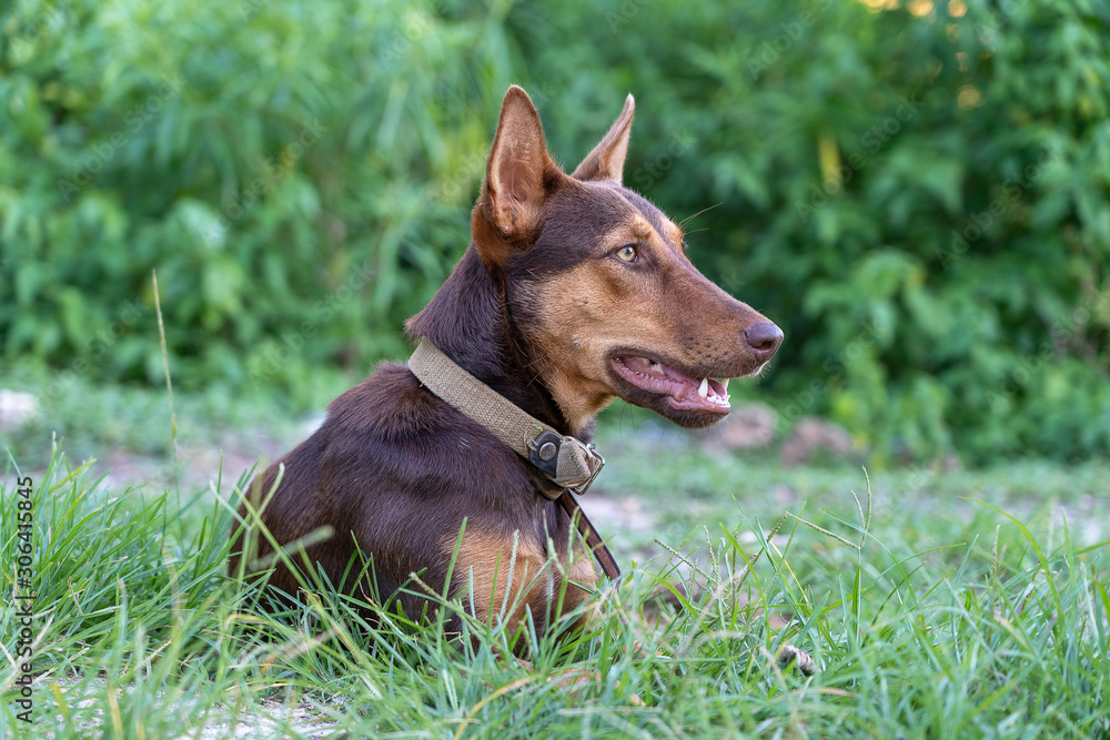 Brown dog lies in the green grass on the island of Zanzibar, Tanzania, Africa, close up Brown dog lies in the green grass on the island of Zanzibar, Tanzania, Africa, close up