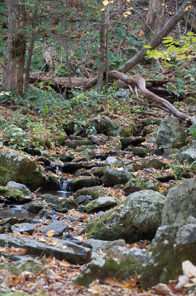 Shennandoah Forest Shennandoah Forest