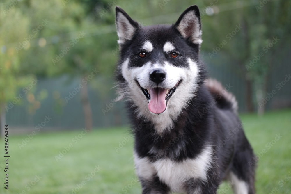 portrait of a dog