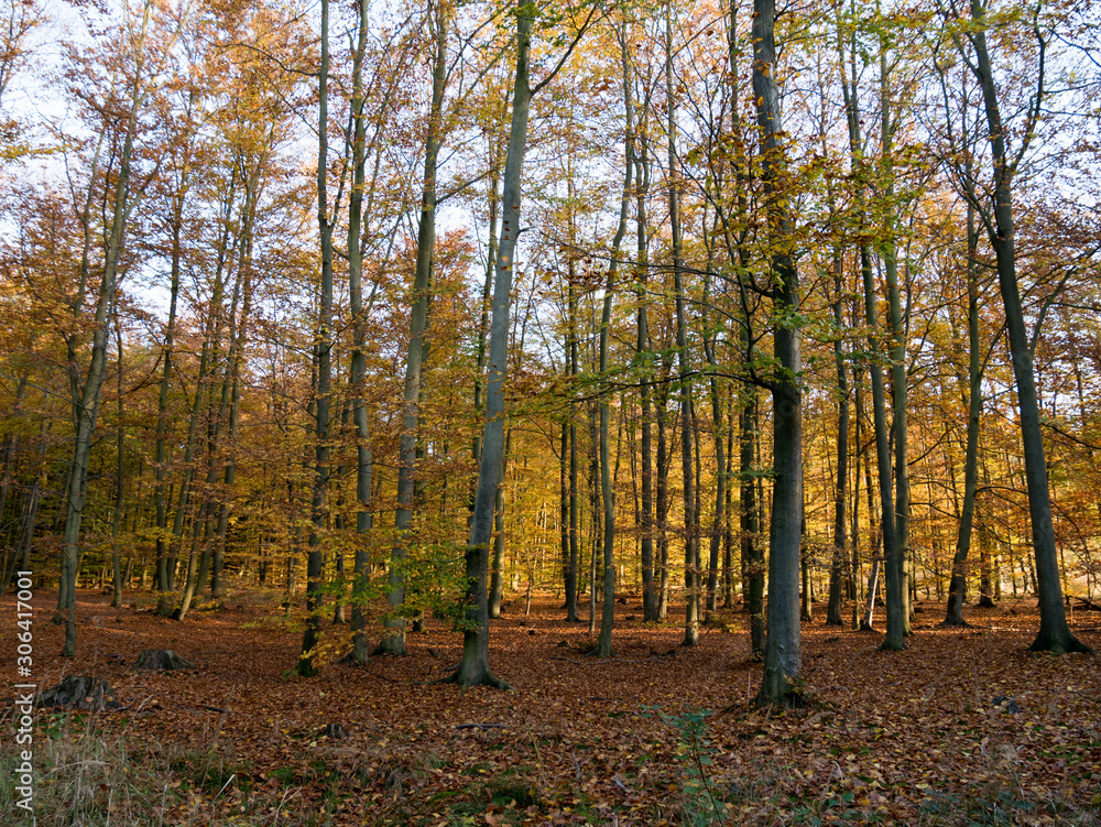 Obraz premium forest in autumn