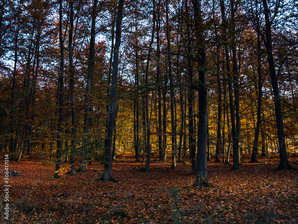 Fototapeta premium forest in autumn