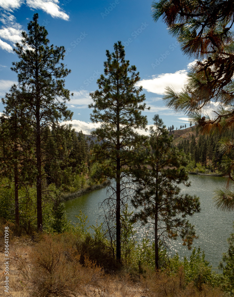 Obraz premium Ponderosa Pine trees near lake