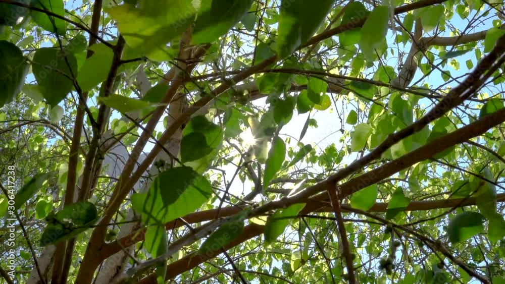 green leaves of tree in spring with sun beans green leaves of tree in spring with sun beans