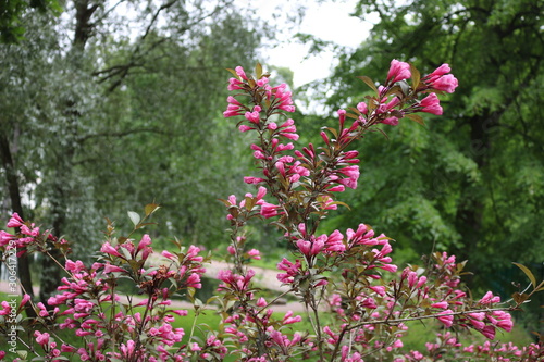 Wallpaper Mural A lot of red flowers Torontodigital.ca