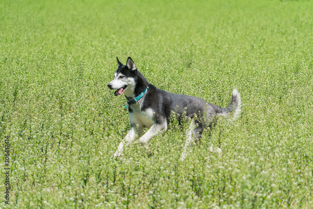 husky dog in grass field husky dog in grass field