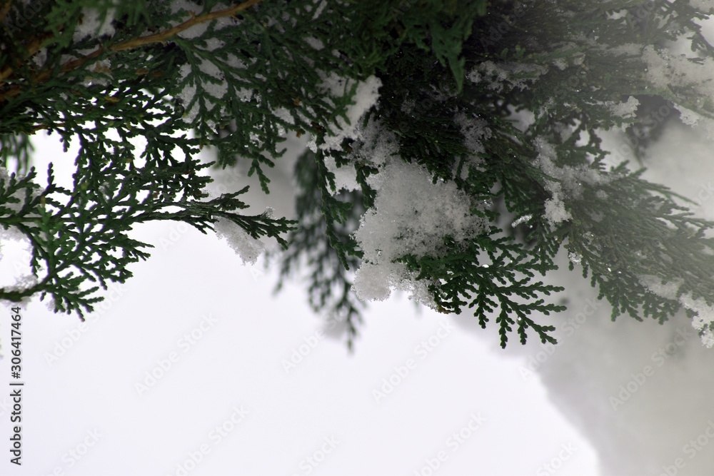 Obraz premium Closeup Snow Evergreen